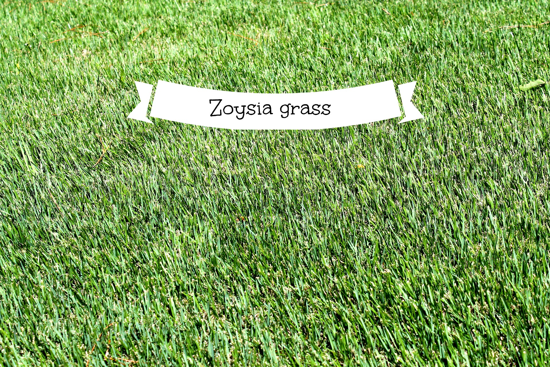 Zoysia Grass In The Carolina s Is It Right For You Debbiedoos