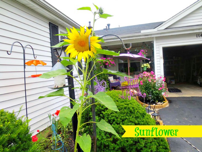 Sunflower Garden Ideas growing sunflowers gardening Sunflower Fairy Gardens And Ideas Sunflower Garden Ideas make an attractive border for vegetable plots using beneficial flowers such as sunflowers and nasturtiums Sunflower Fairy Gardens And Ideas