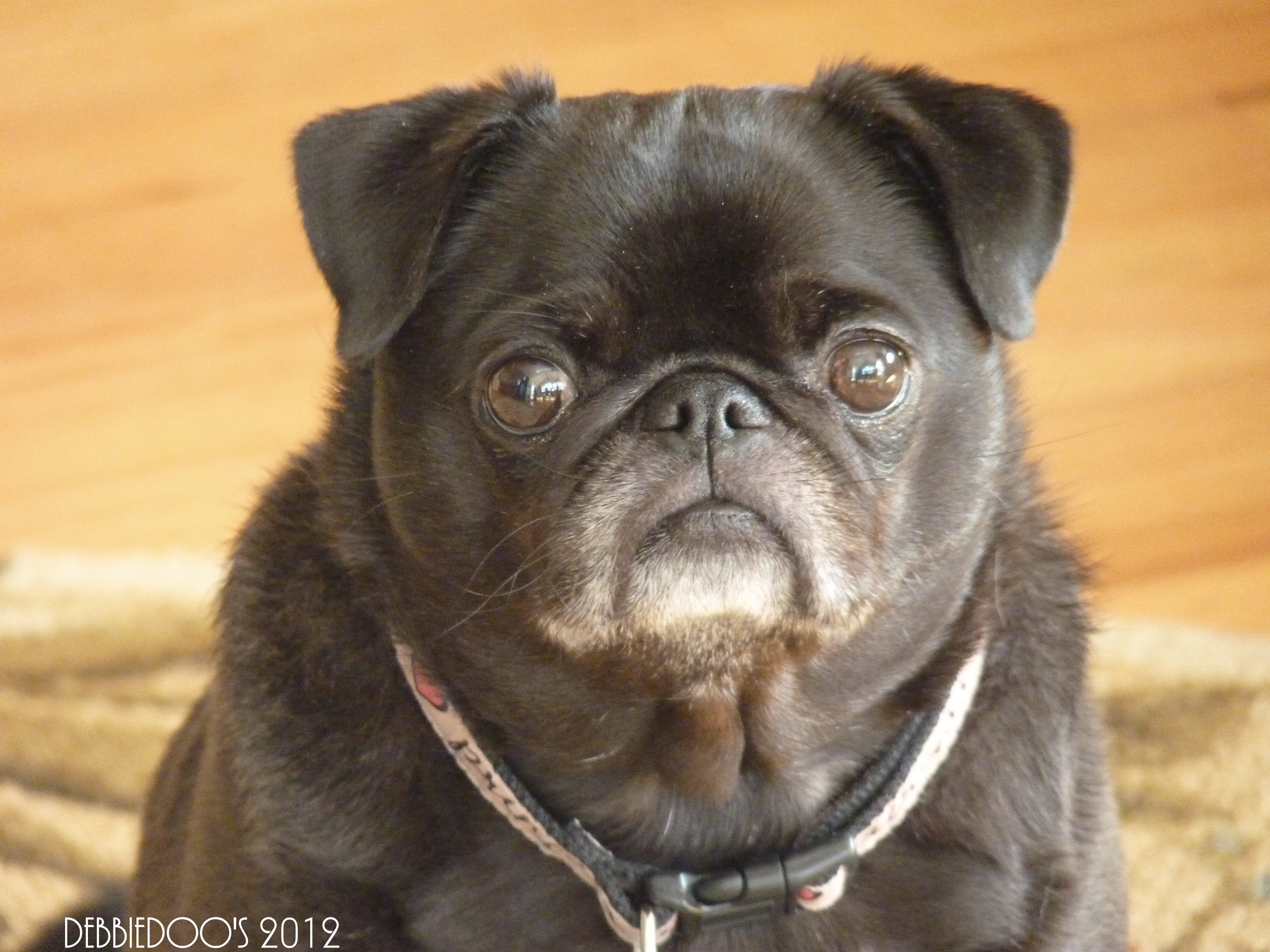 breeds like pugs breeds that look like pugs breed breeds like pugs breeds that look like pugs breed