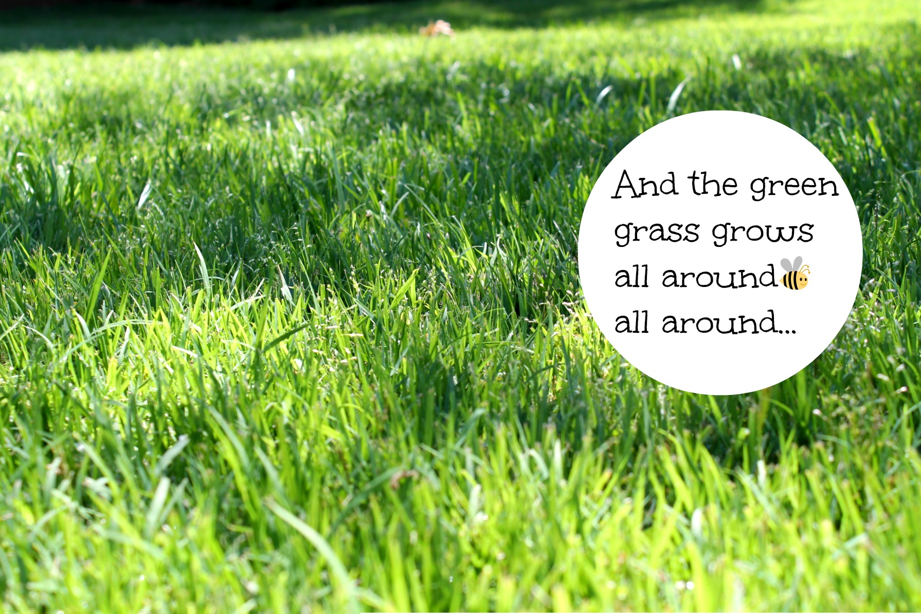 Zoysia grass in the Carolina's, is it right for you? - Debbiedoos