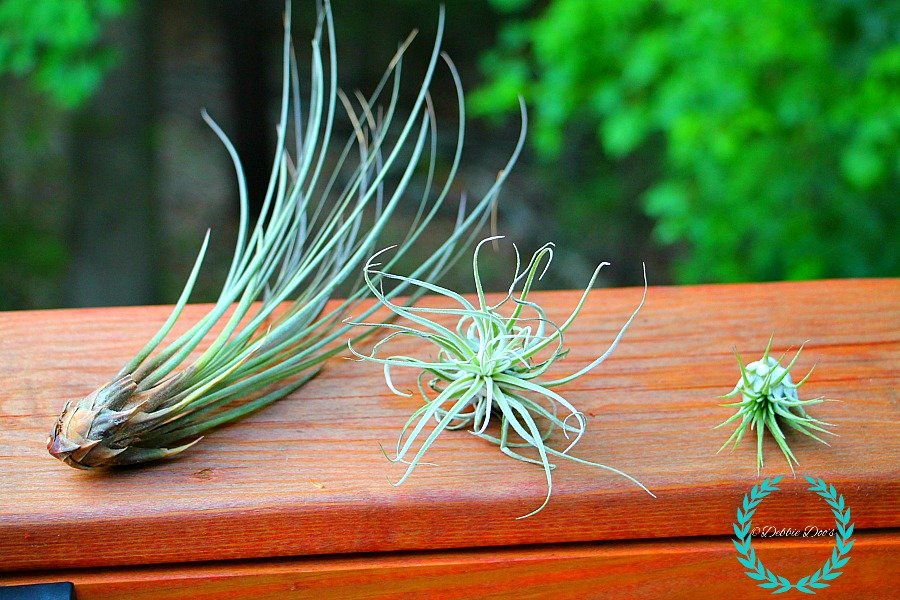 Caring for your Tillandsia