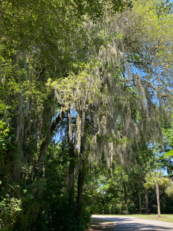 Charleston South Carolina James Island1