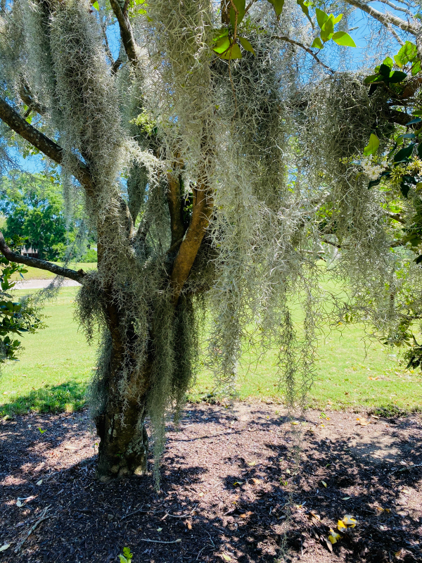 Charleston South Carolina James Island3