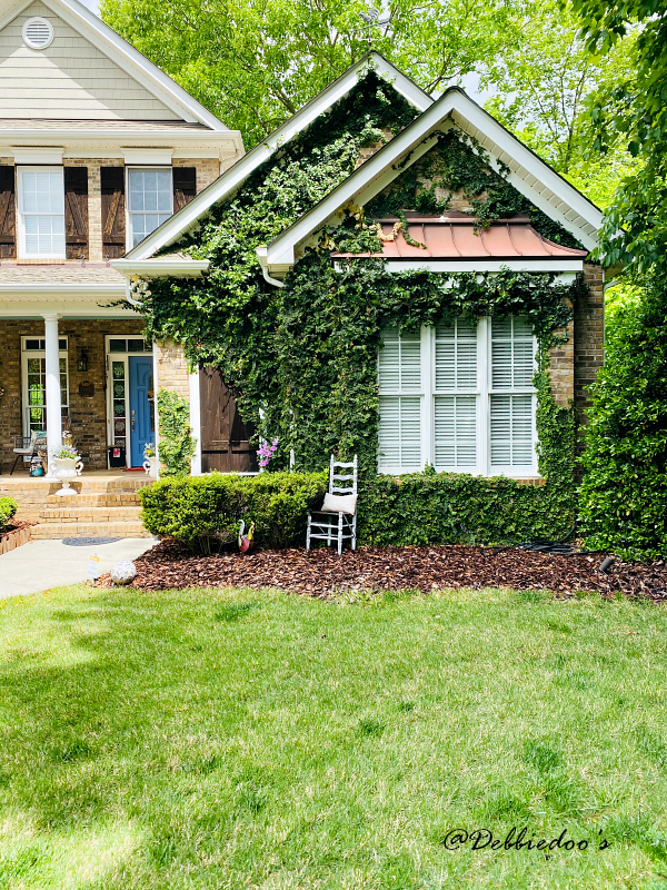 Growing creeping jenny on the house
